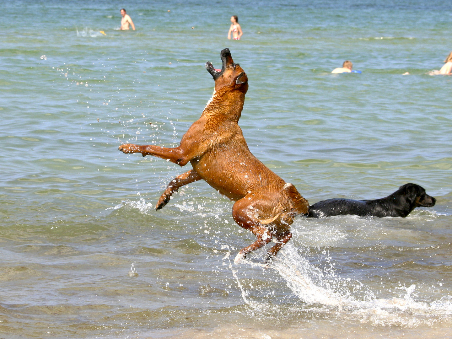 Am Hundestrand 2