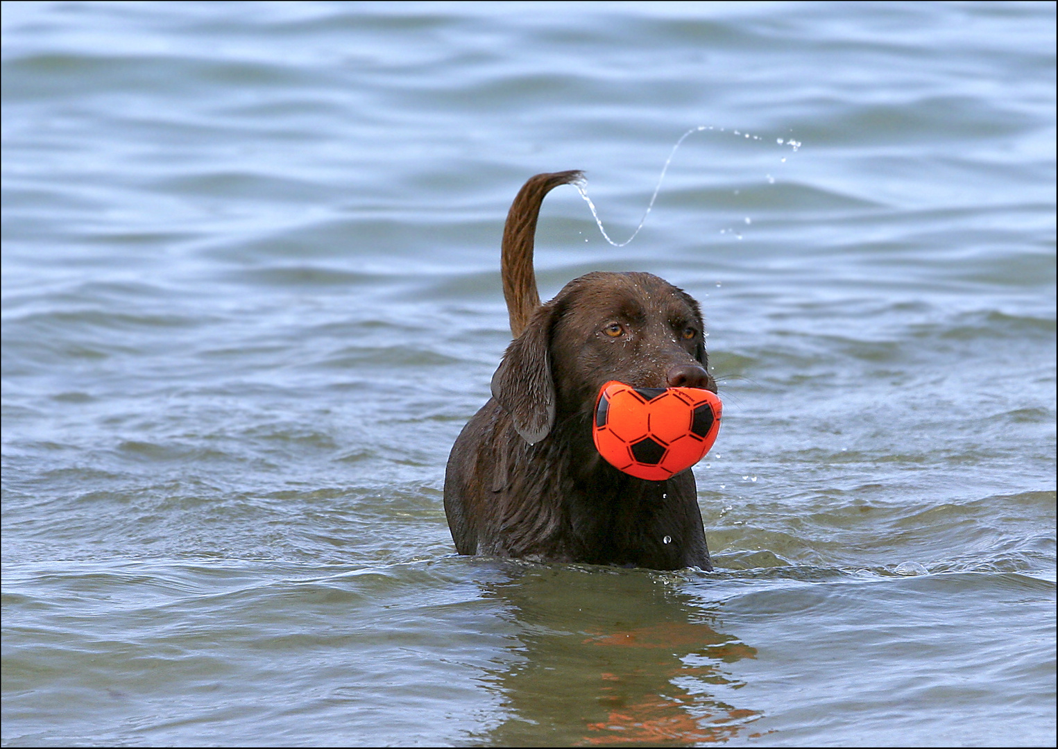 Am Hundestrand