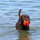 Am Hundestrand