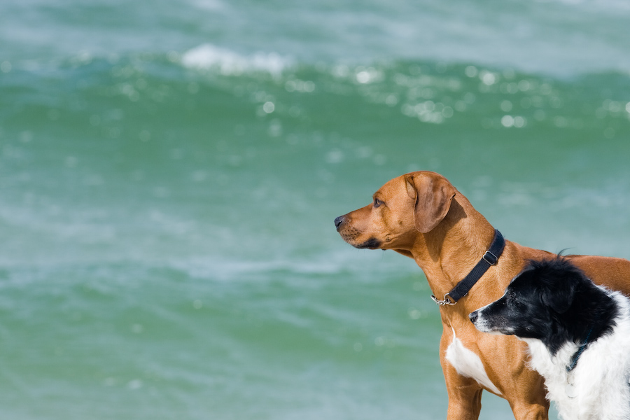 am Hundestrand