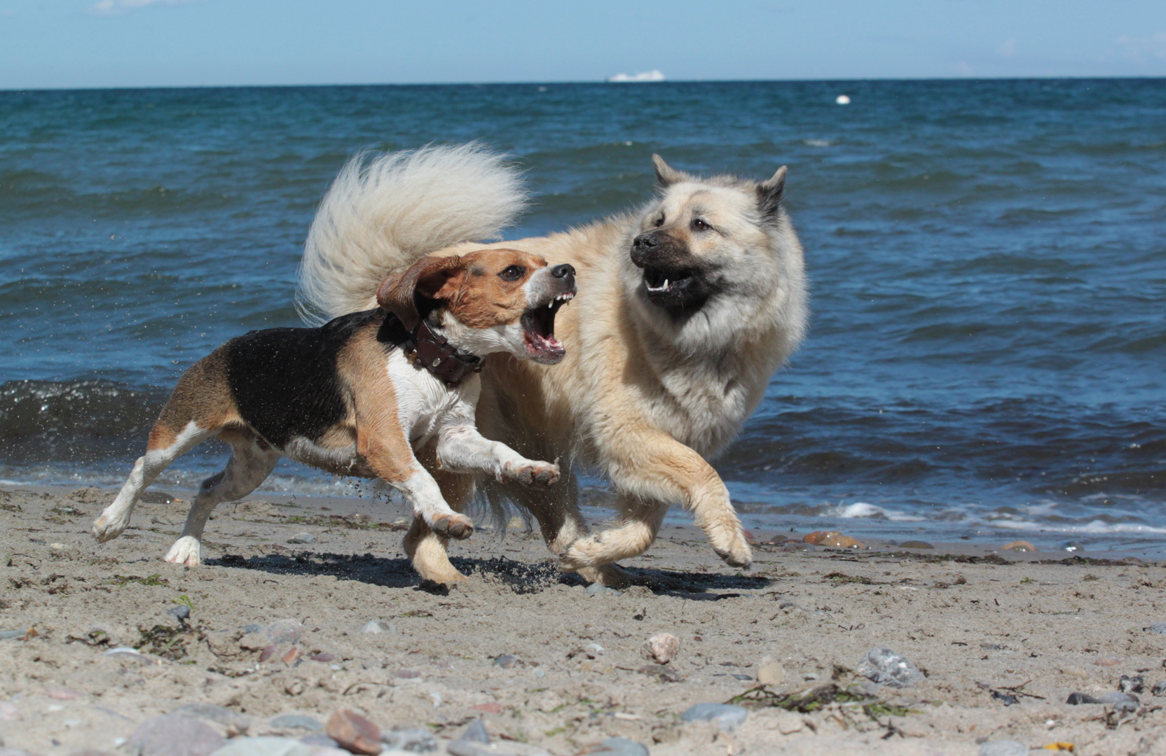 Am Hundestrand