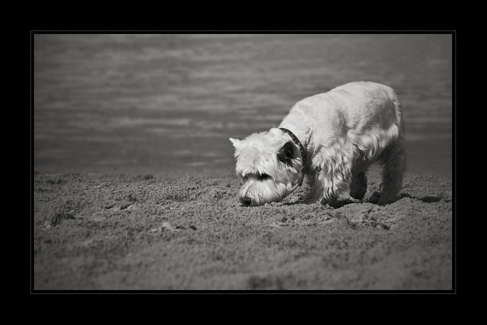 Am Hundestrand