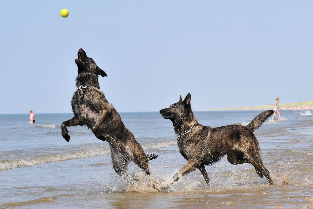 Am Hundestrand