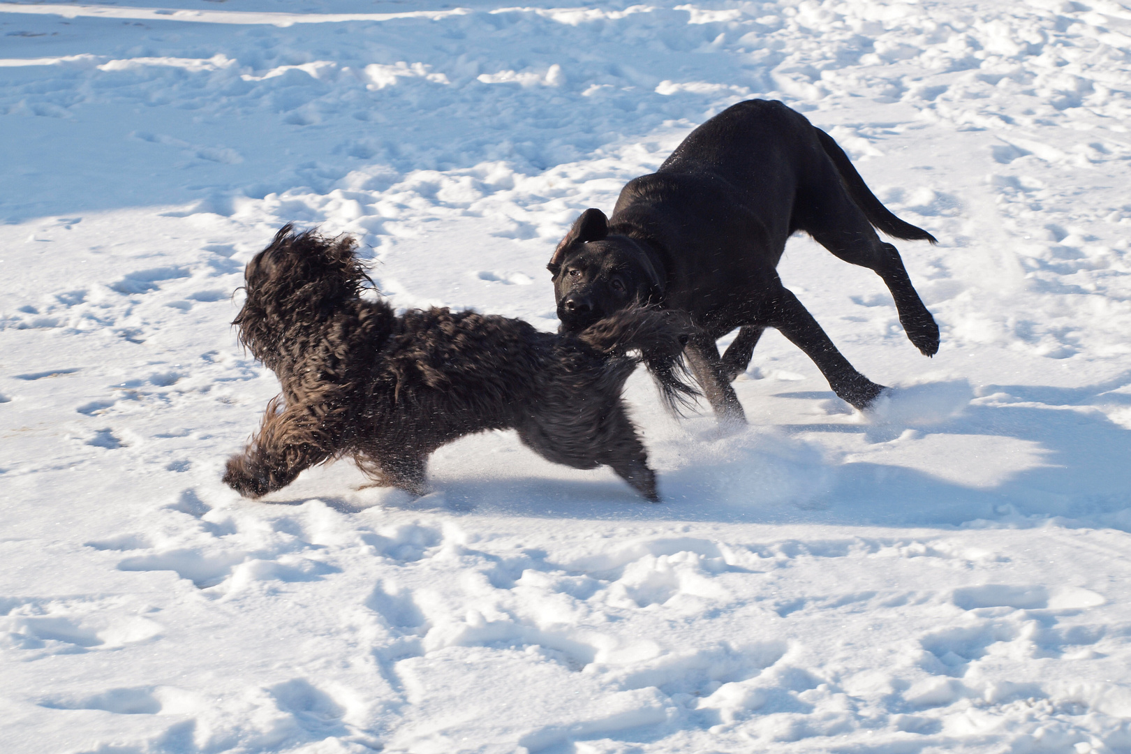 Am Hundestrand im Winter