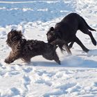 Am Hundestrand im Winter