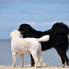 Am Hundestrand von Heringsdorf