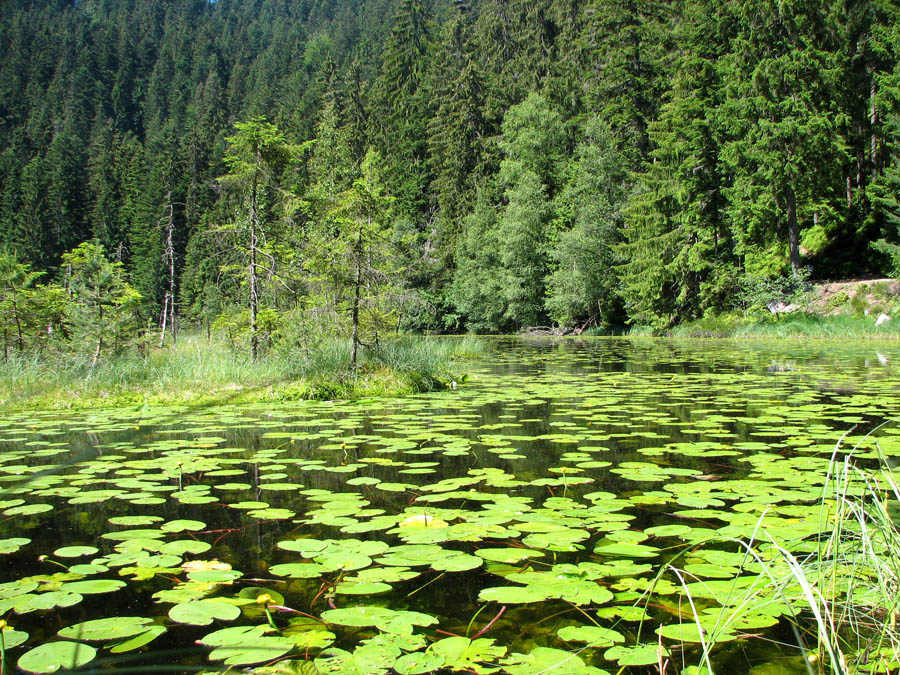 Am Huzenbachersee