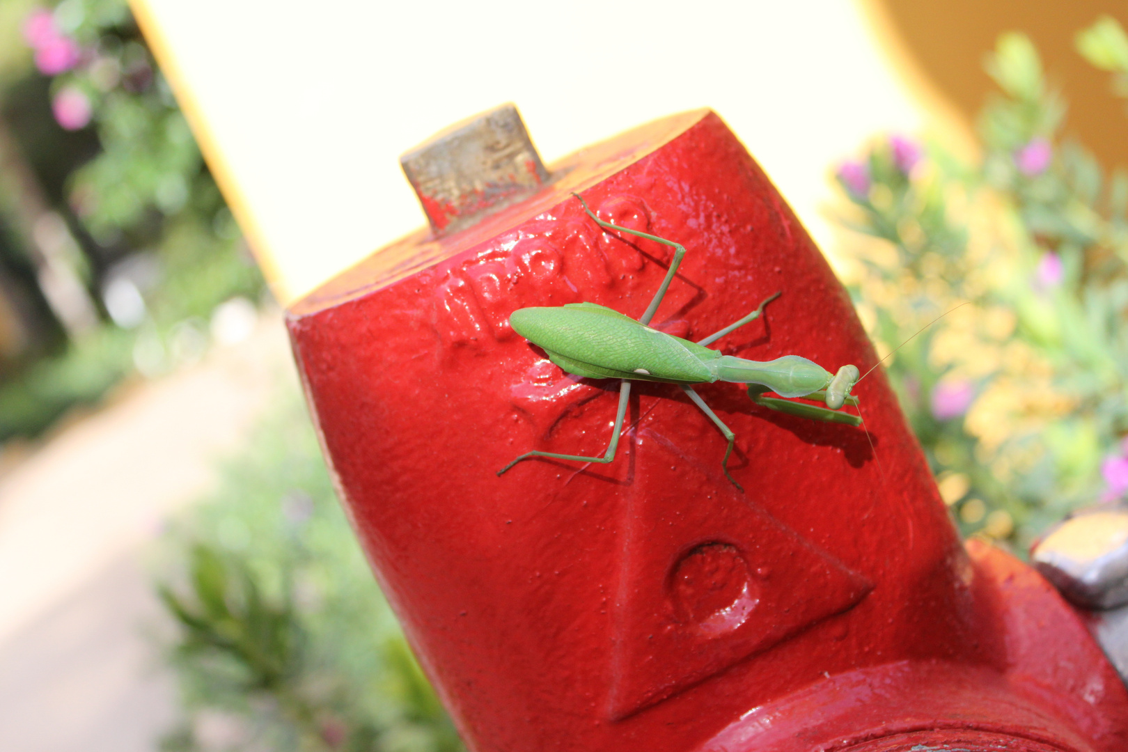 Am Hydranten in Mallorca eine Gottesanbeterin