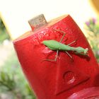 Am Hydranten in Mallorca eine Gottesanbeterin