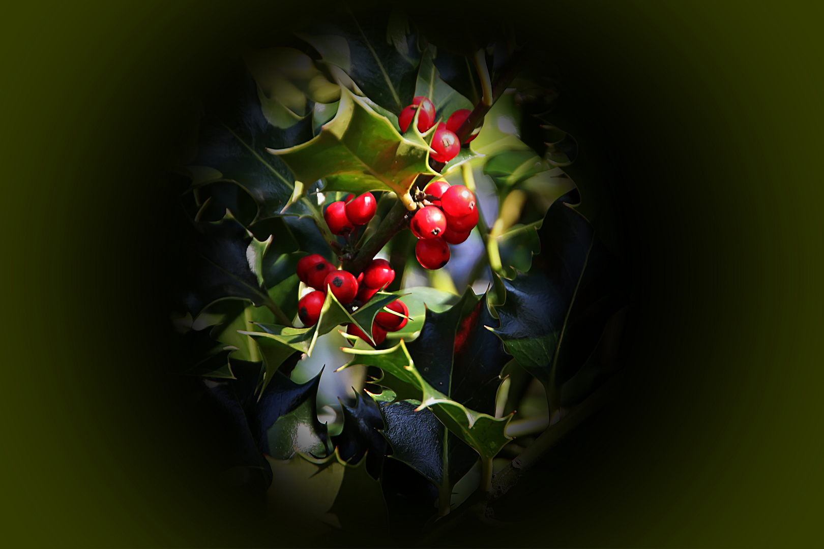 am Ilex sind noch Beeren dran