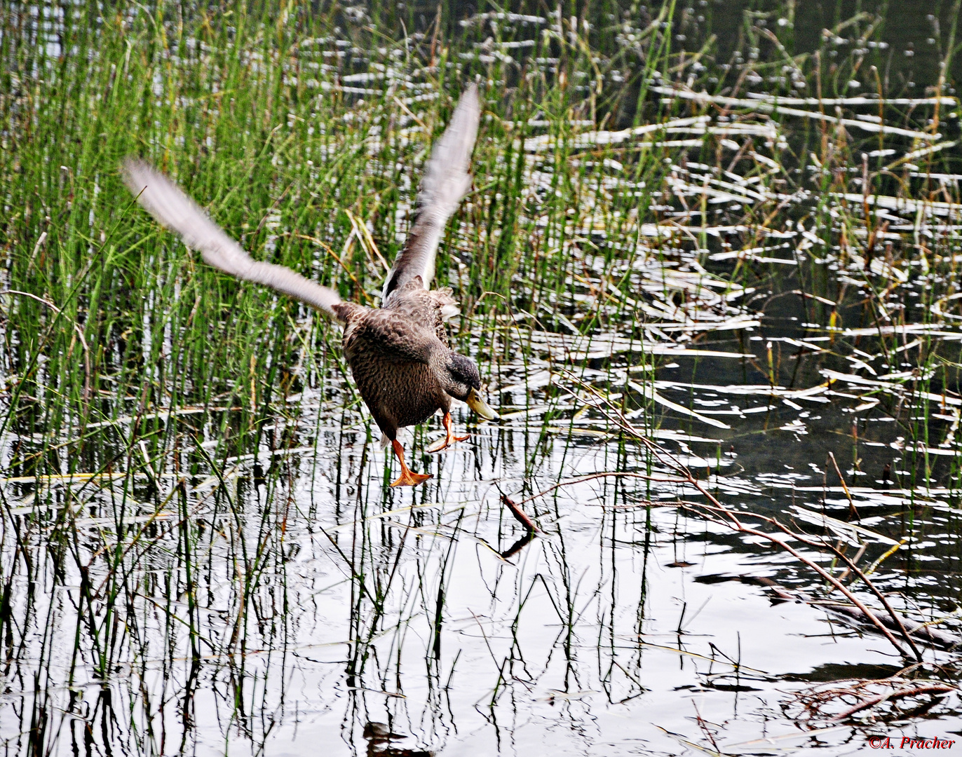 Am Ingeringsee Steiermark