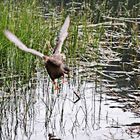 Am Ingeringsee Steiermark