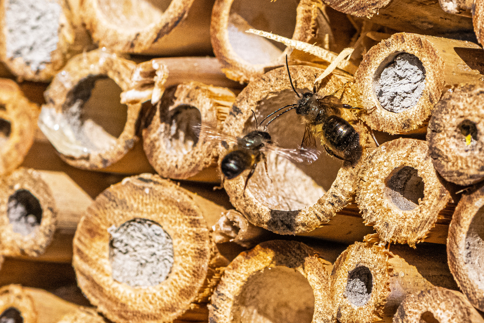 Am Insekten-Hotel.