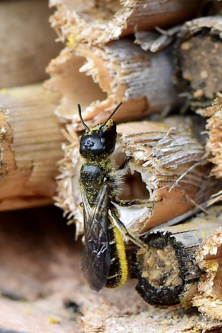 Am Insektenhotel