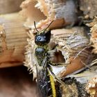 Am Insektenhotel