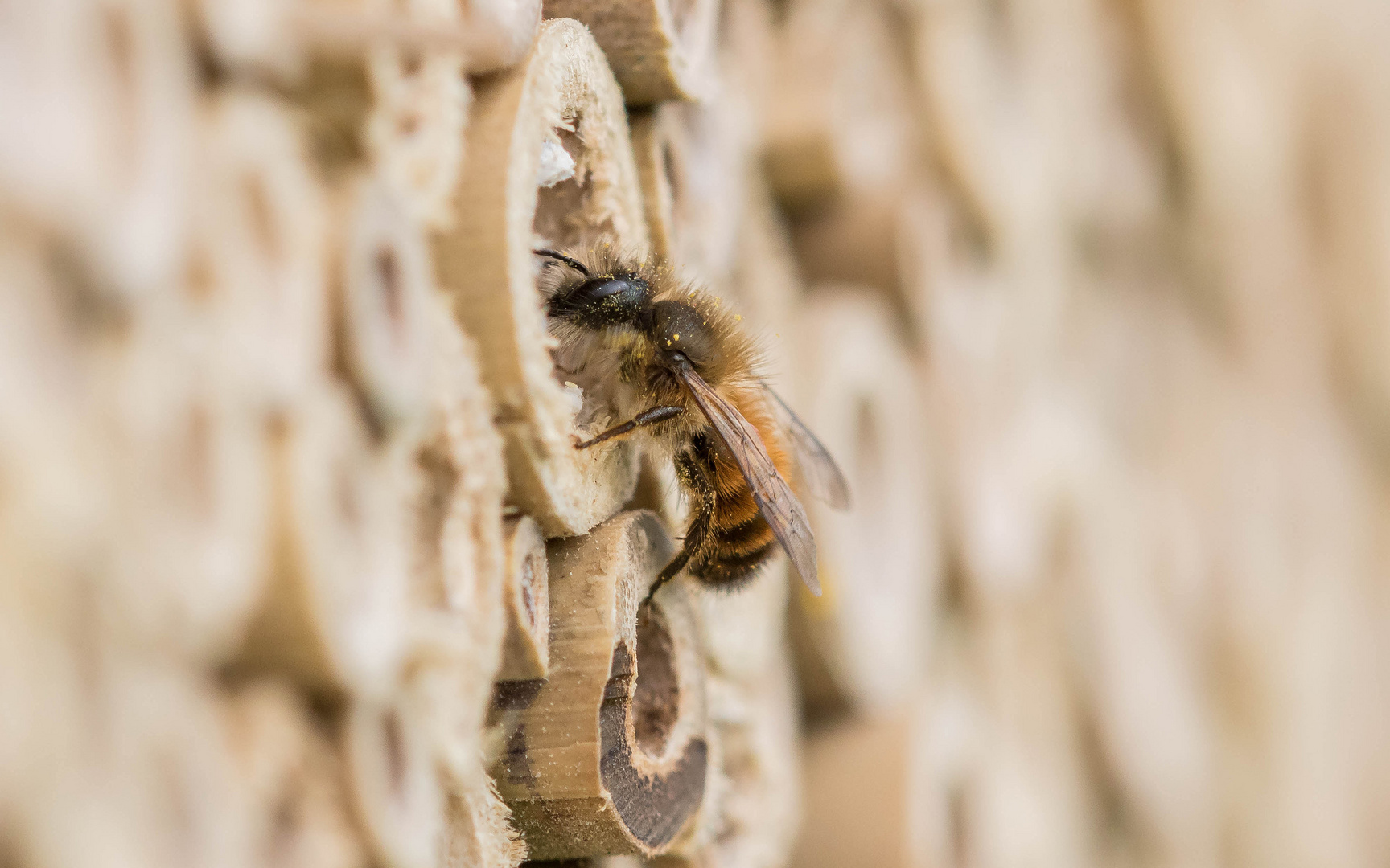 am Insektenhotel