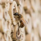 am Insektenhotel