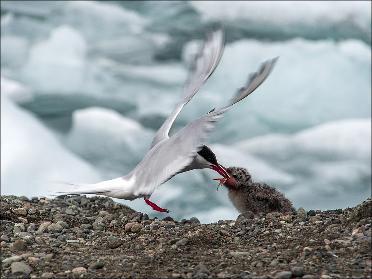 Am Jökulsarion