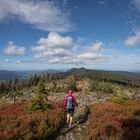 Am Kamm des Künischen Gebirge zwischen Zercheck und Osser