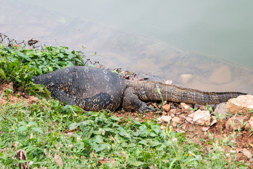 Am Kandy See 2