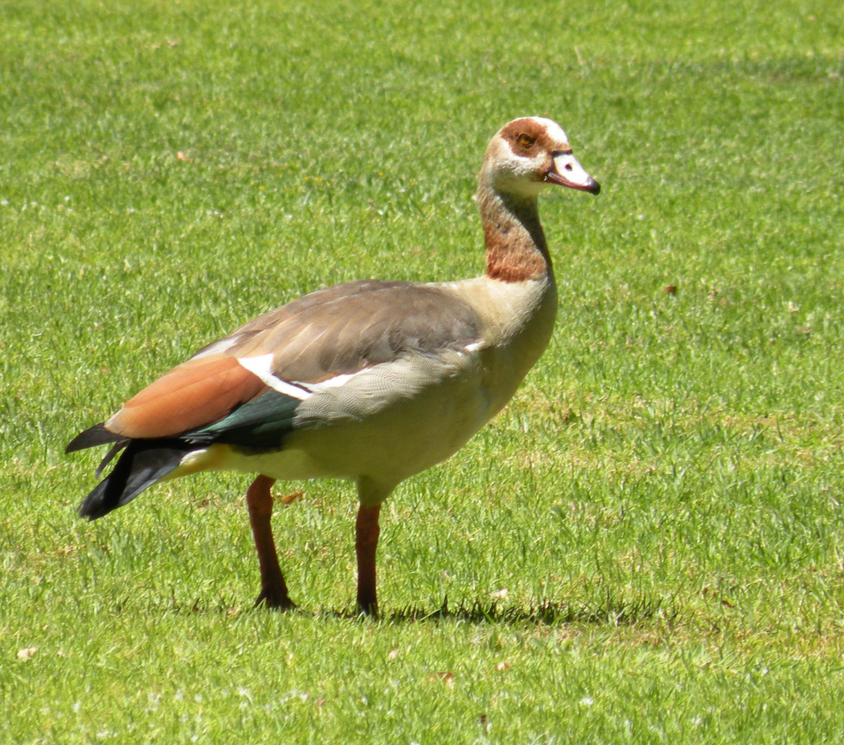 Am Kap sind sie auch Zuhause ;Nilgänse.