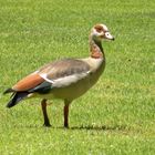 Am Kap sind sie auch Zuhause ;Nilgänse.