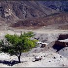 am Karakorum Highway