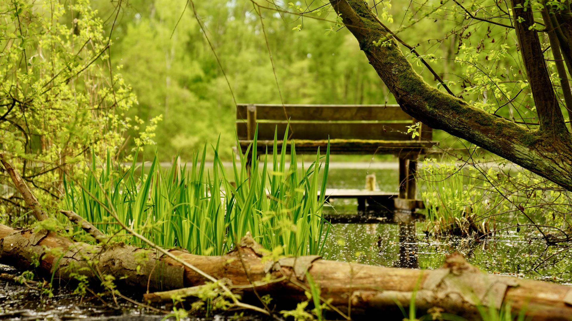 Am Karauschenweiher