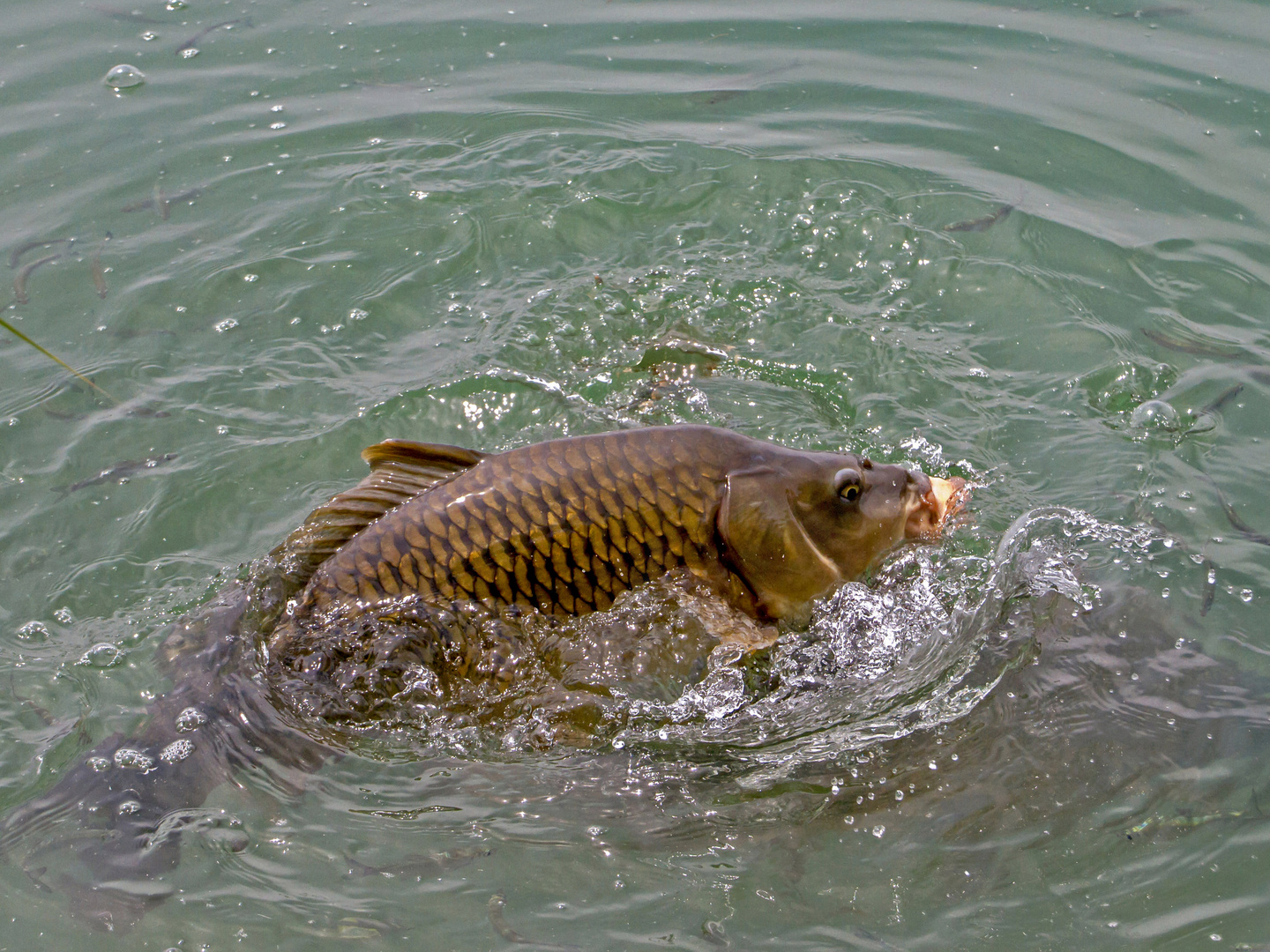 Am Karpfenteich