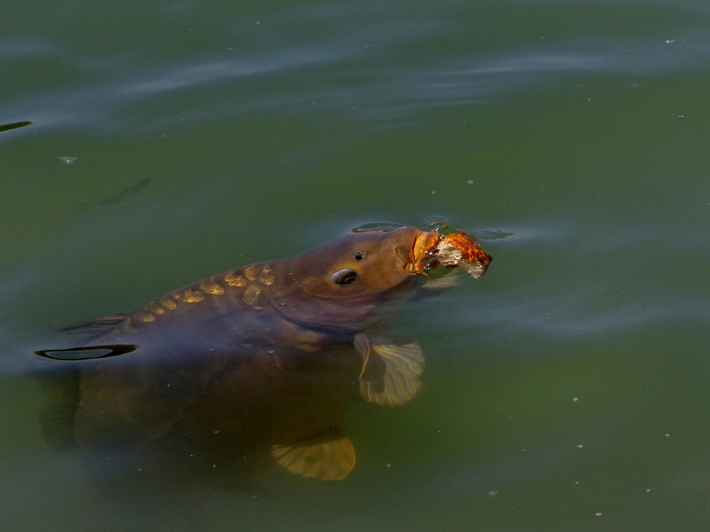 Am Karpfenteich