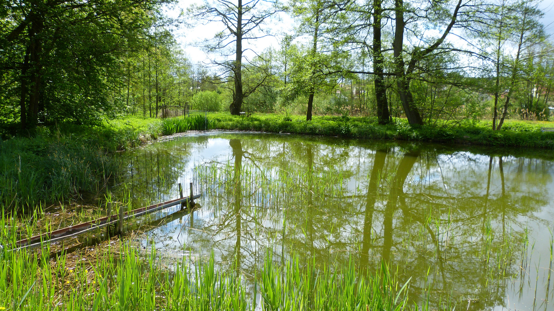 am Karpfenweiher.