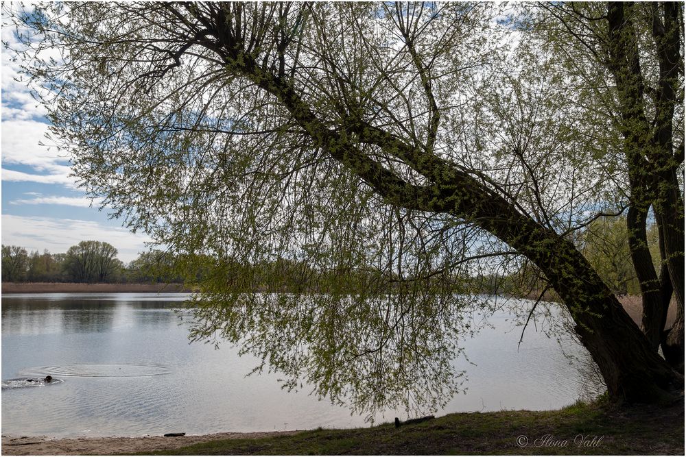 Am Kaulsdorfer See (03)