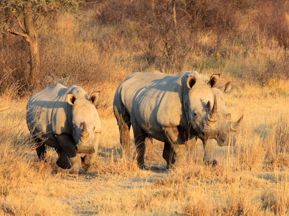 am Khama Rhino Sanctuary