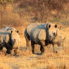 am Khama Rhino Sanctuary