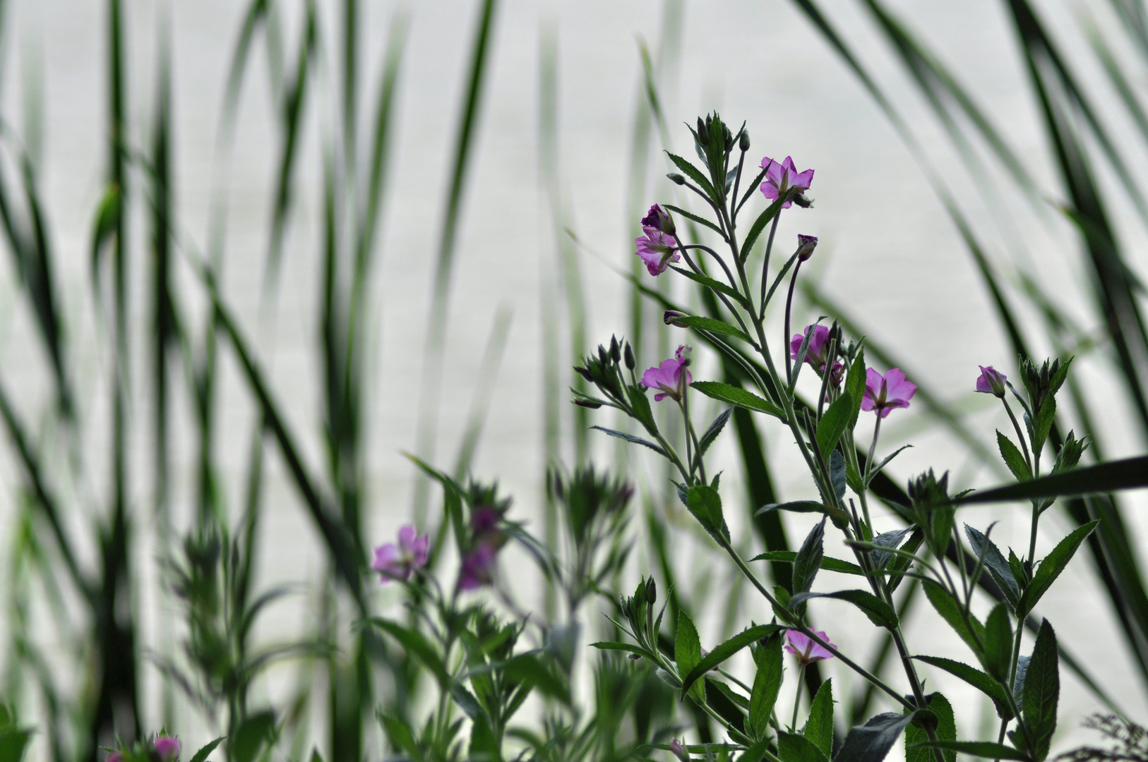 Am Kiessee Göttingen