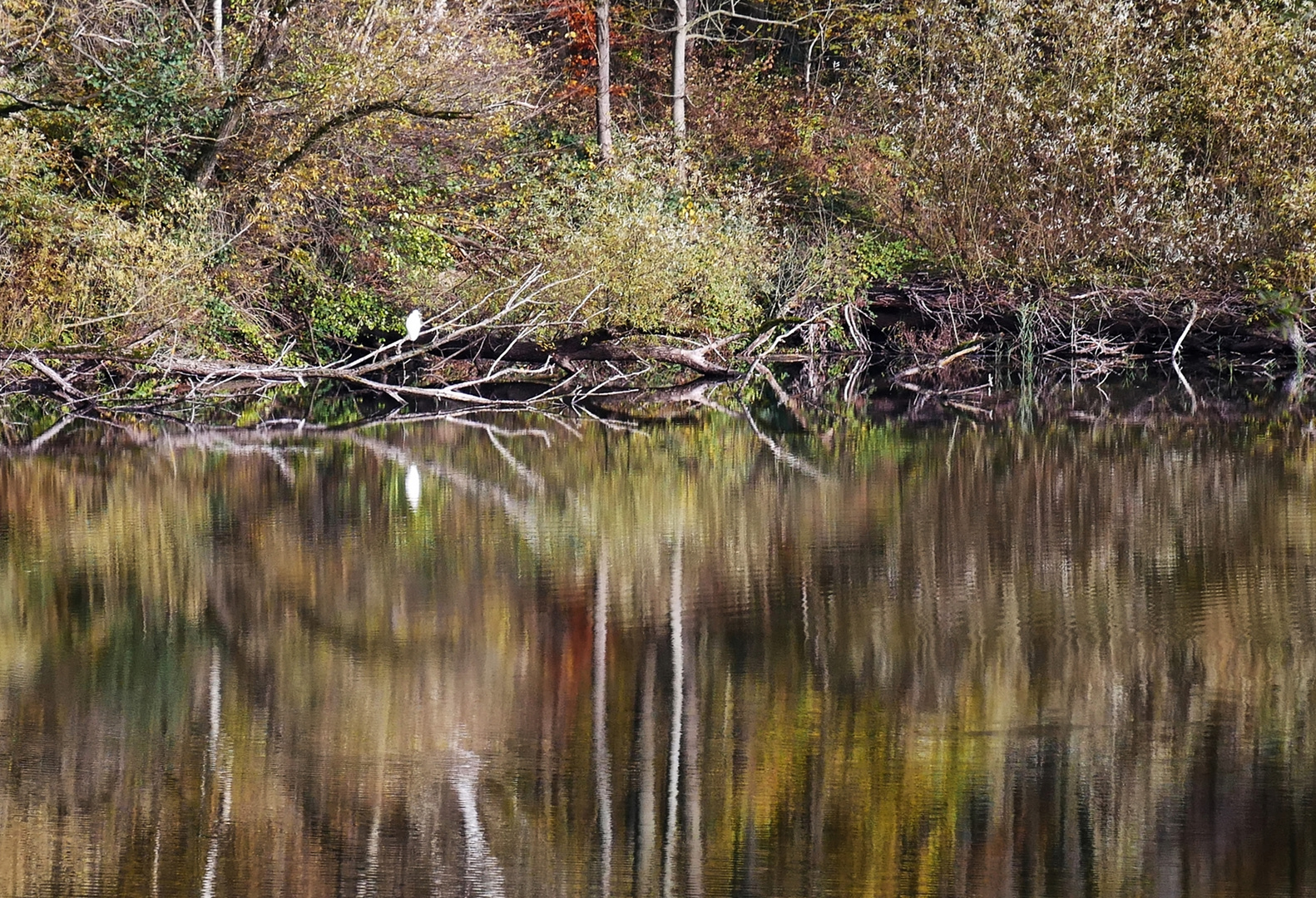 Am Kiessee mit Silberreiher ...