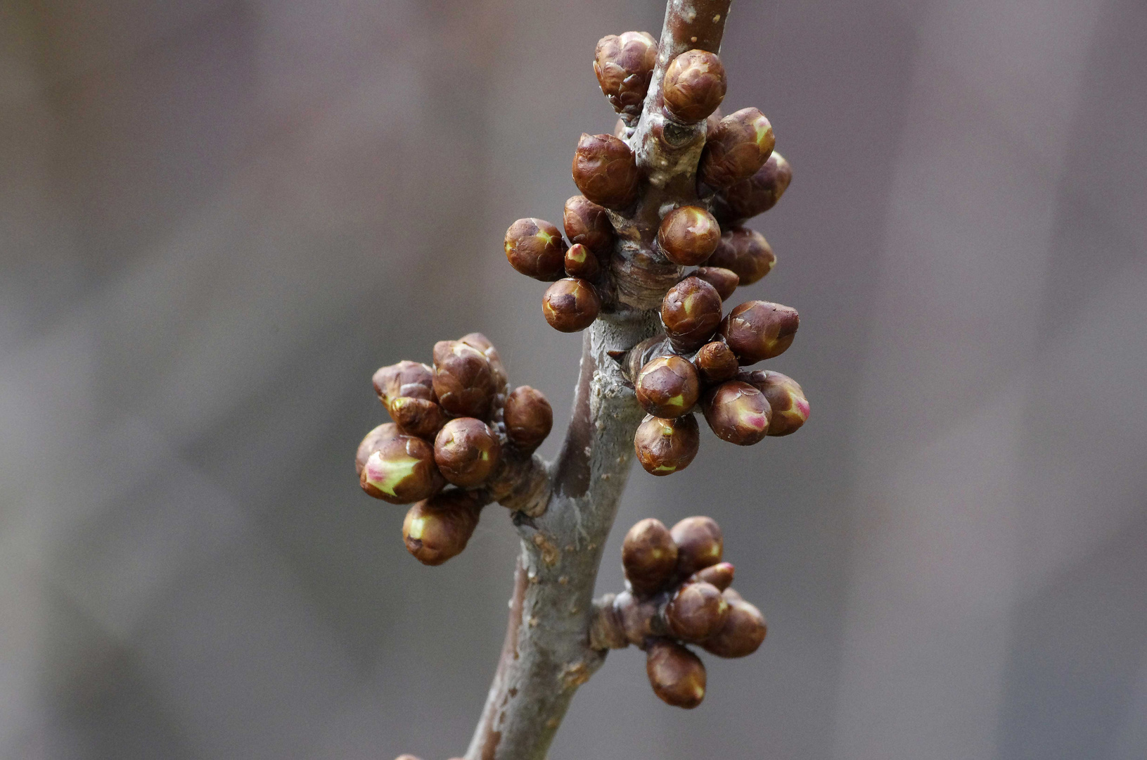 ...am Kirschbaum