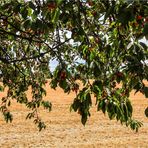 Am Kirschbaum vorbei