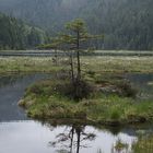 Am Kleinen Arbersee