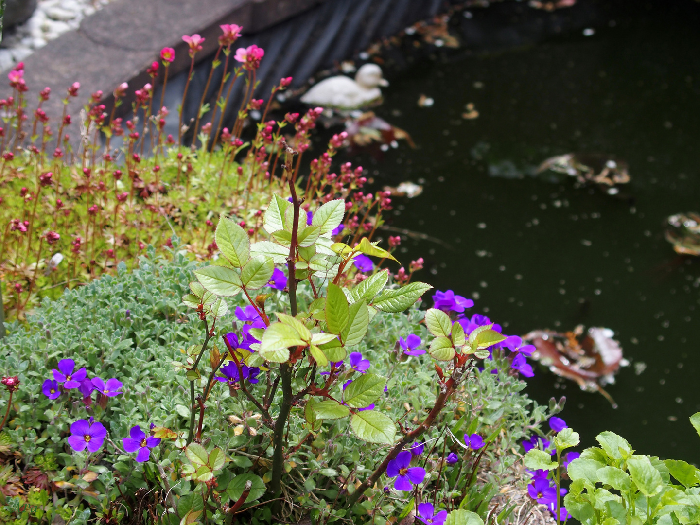 Am kleinen Gartenteich**