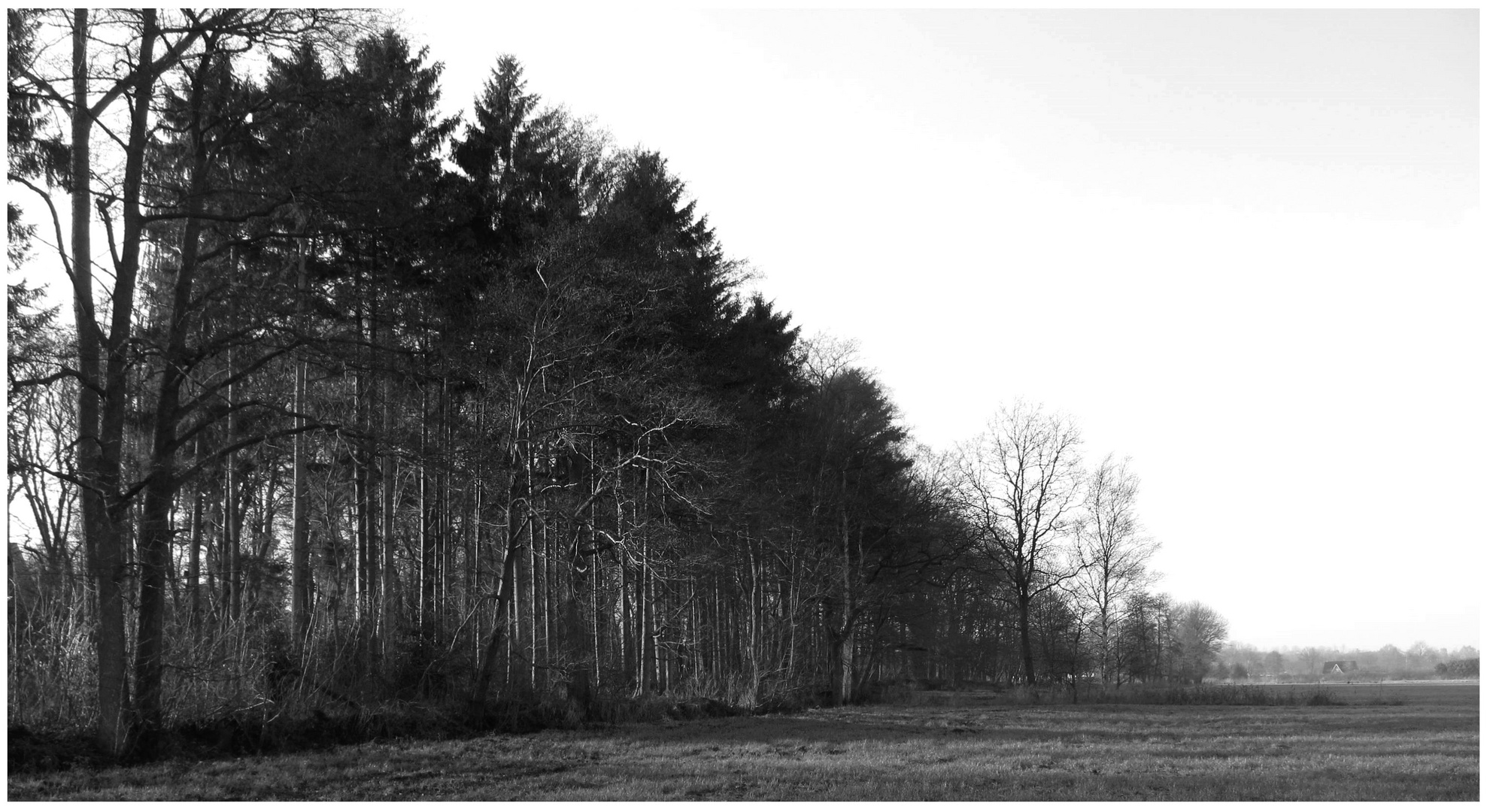 am kleinen Moorwald ... 