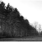 am kleinen Moorwald ... 