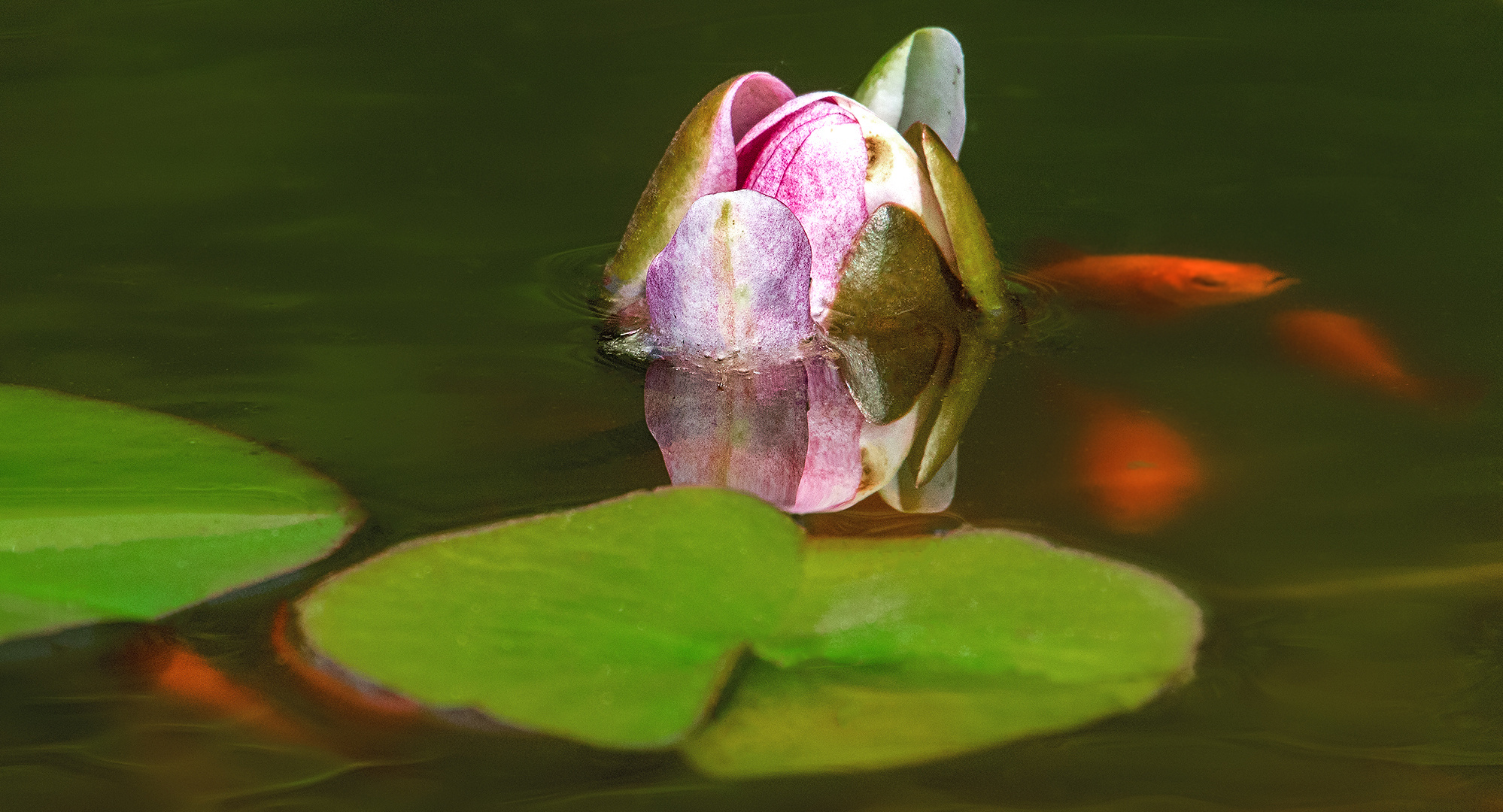 Am kleinen Teich 001