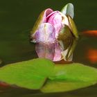 Am kleinen Teich 001