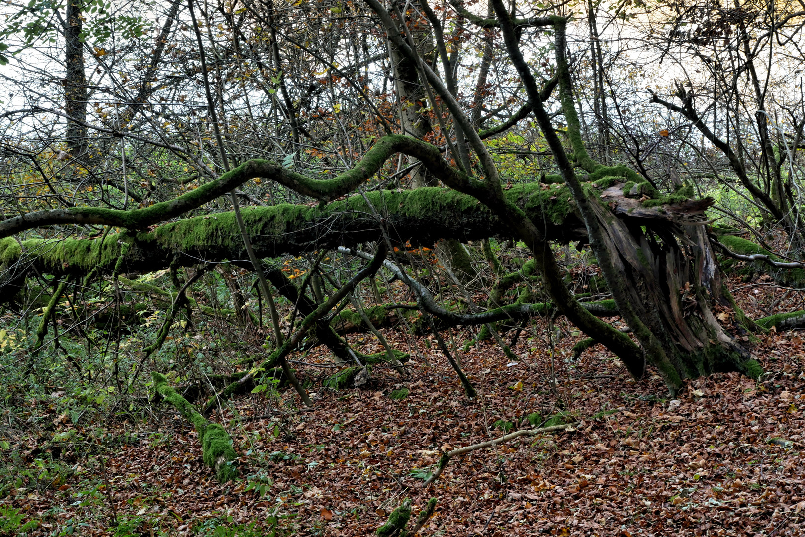 am kleinen Teich