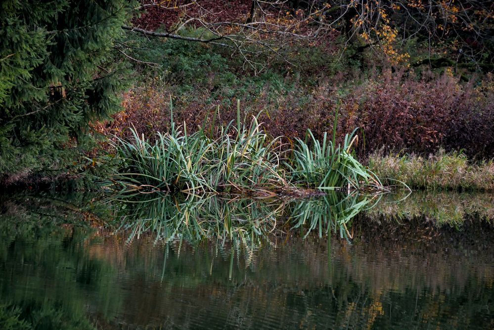 am kleinen Teich