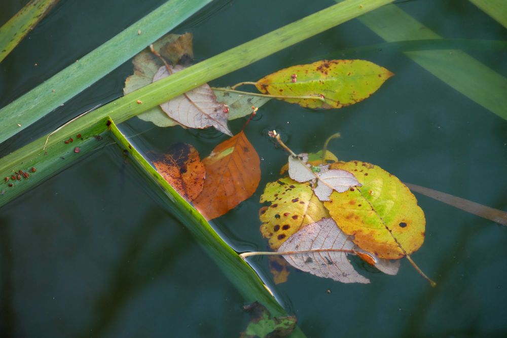 am kleinen Teich