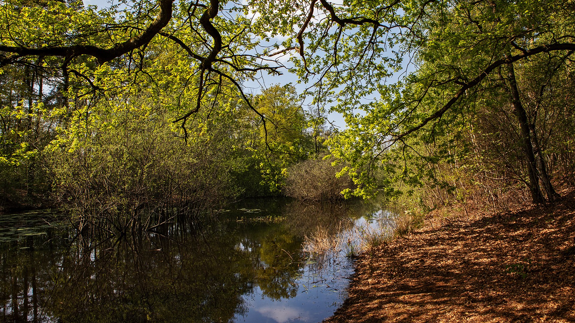 Am kleinen Teich