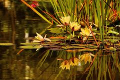 Am kleinen Teich