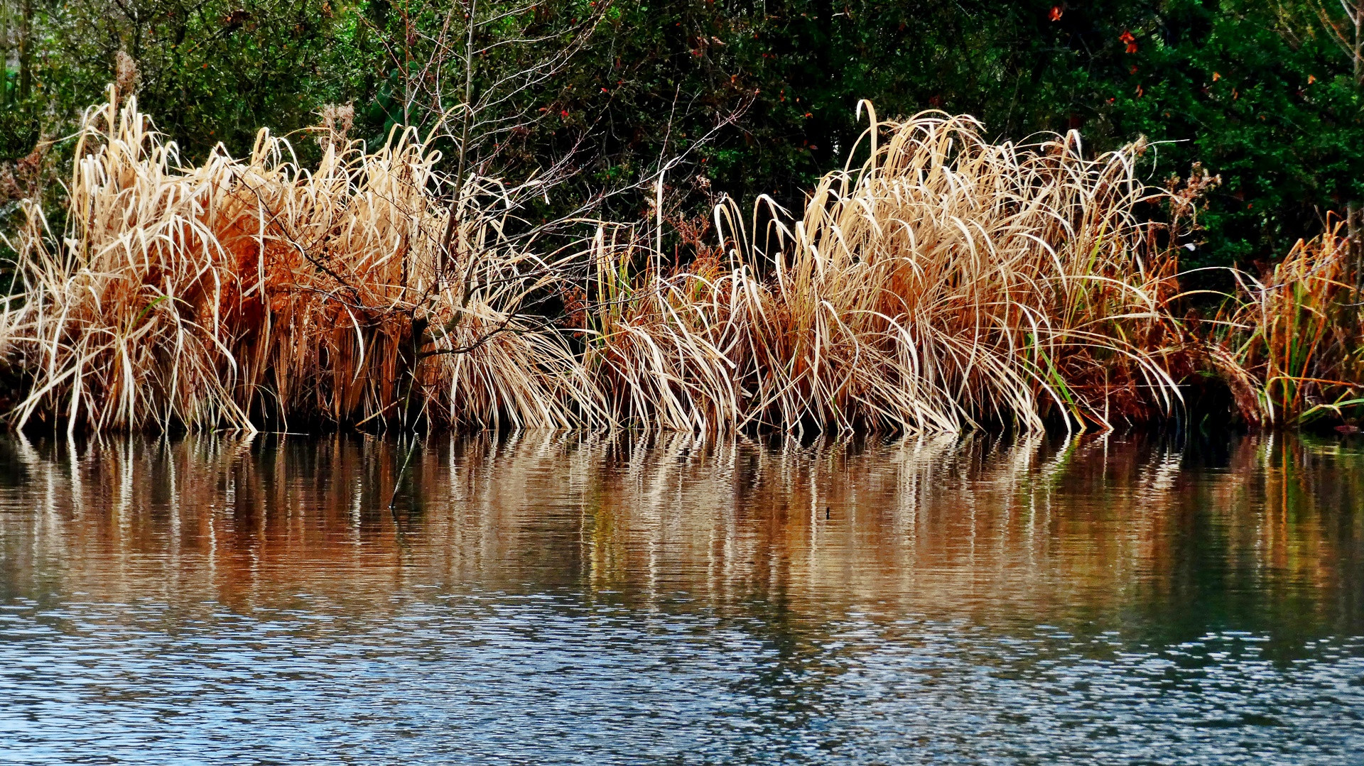 Am kleinen Teich in der Hildener Heide